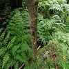 Plants: image 18 Of 208 Thumb